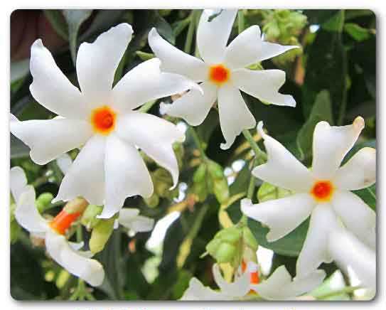  West Bengal State flower, Night-flowering jasmine, Nyctanthes arbor-tristis